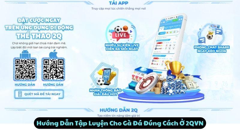 Hướng Dẫn Tập Luyện Cho Gà Đá Đúng Cách Ở 2Q